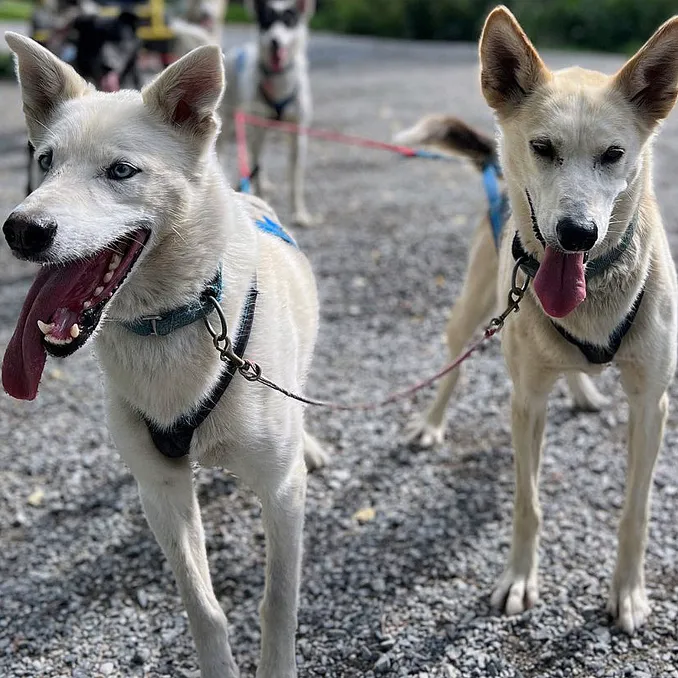 Herregårdsopphold og hundekjøring