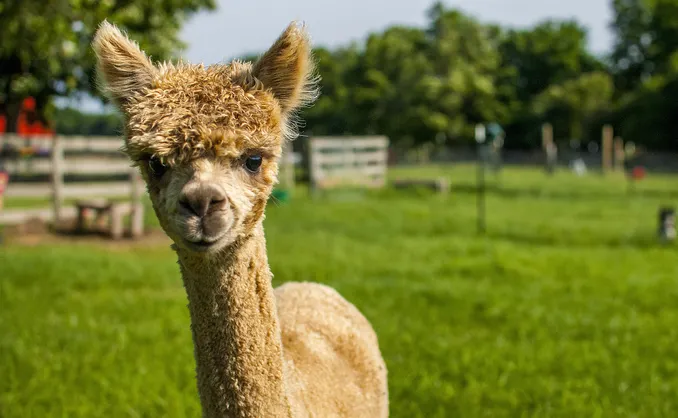 Herregårdsopphold og alpakkavandring