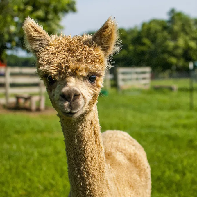 Herregårdsopphold og alpakkavandring