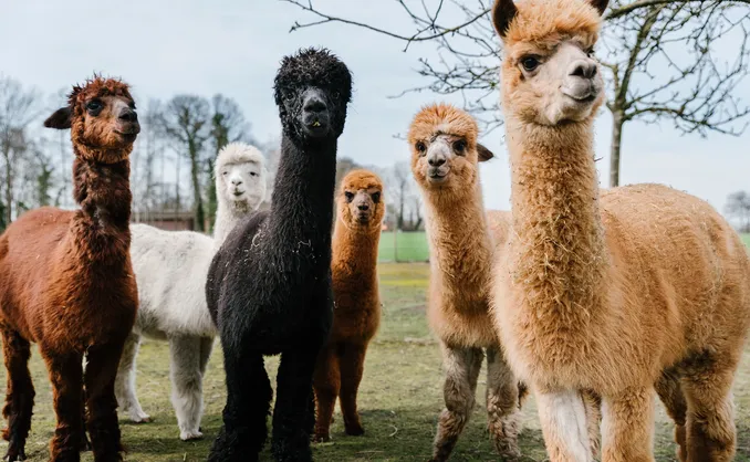 Herregårdsopphold og alpakkavandring