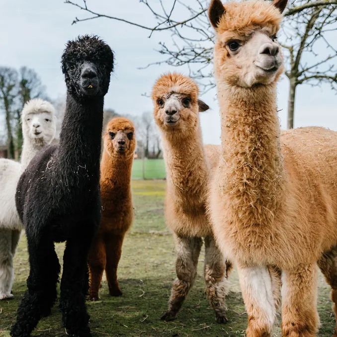 Herregårdsopphold og alpakkavandring