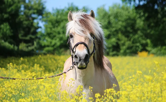 Herregårdsopphold med ridetur
