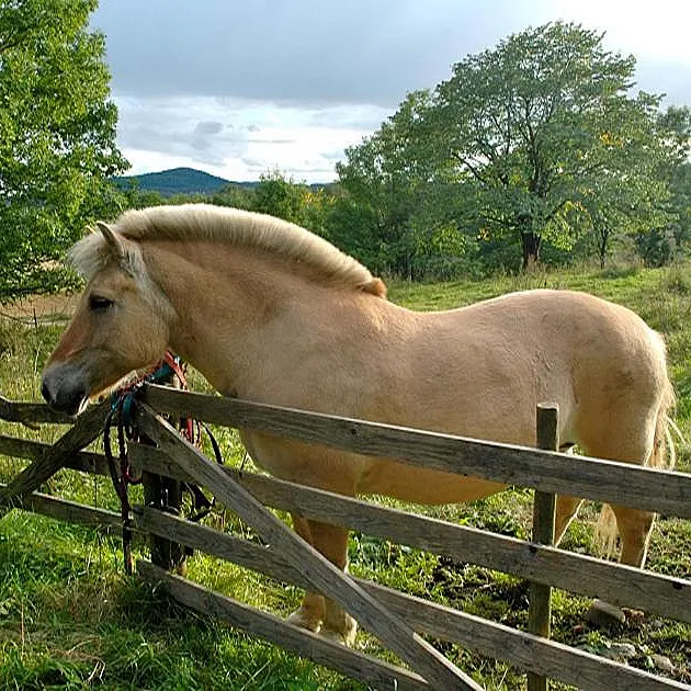 Herregårdsopphold med ridetur
