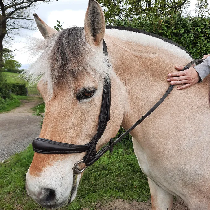 Herregårdsopphold med ridetur