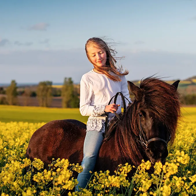 Heldagstur på islandshest
