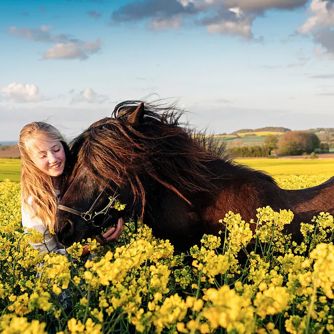 Heldagstur på islandshest