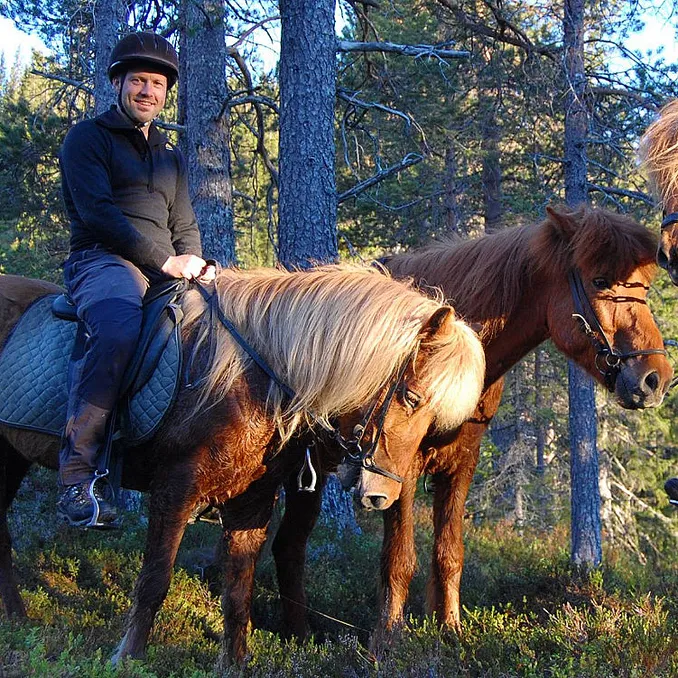 Halvdagstur på islandshest