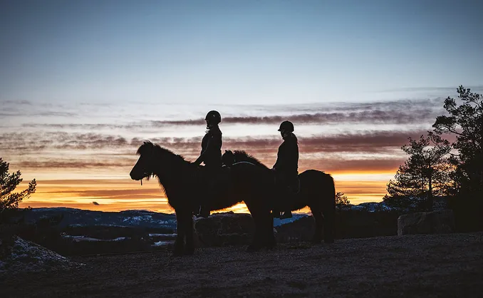 Halvdagstur på islandshest