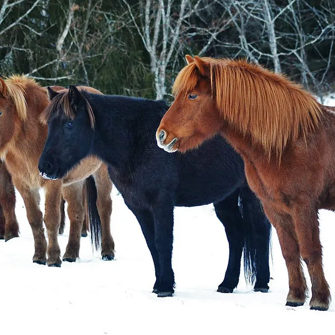 Halvdagstur på islandshest