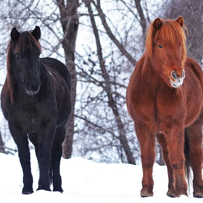 Halvdagstur på islandshest