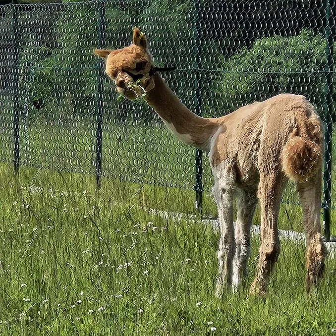 Alpakkaparken for familien