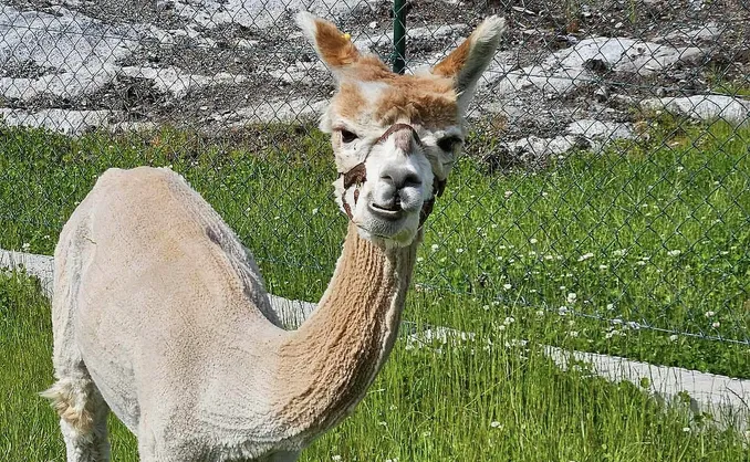 Alpakkaparken for familien