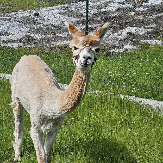 Alpakkaparken for familien