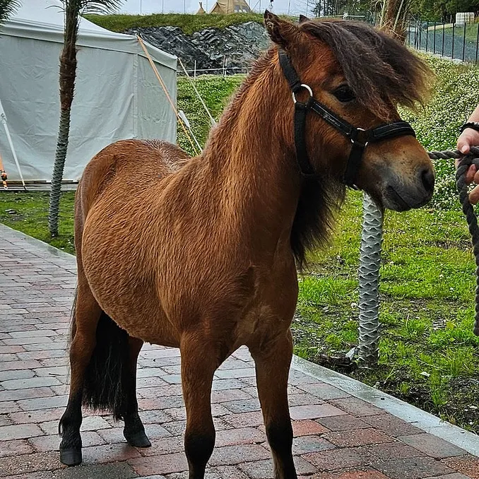 Alpakkaparken for familien