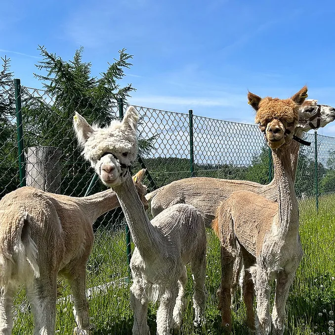 Dag i Alpakkaparken
