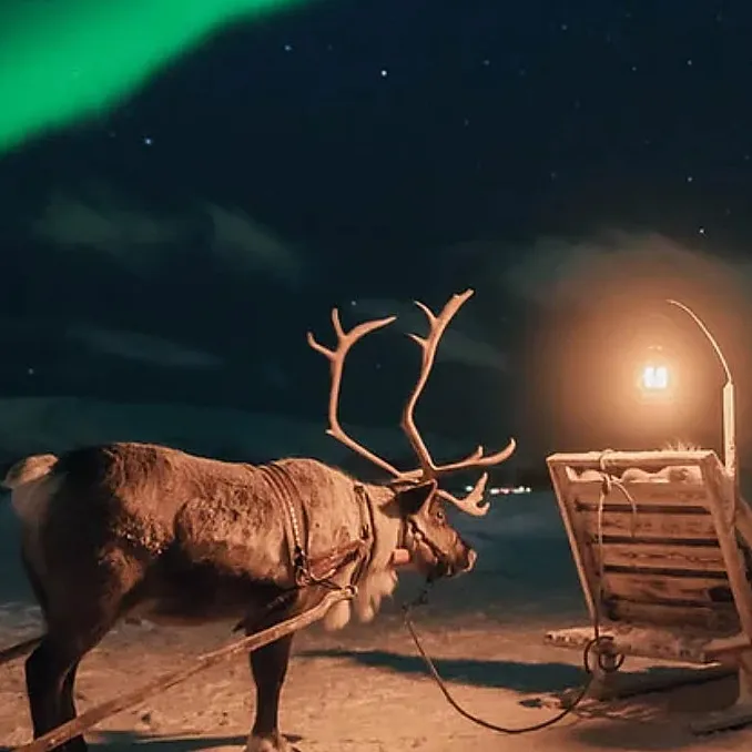 Reinsdyrsafari med sameleir og middag