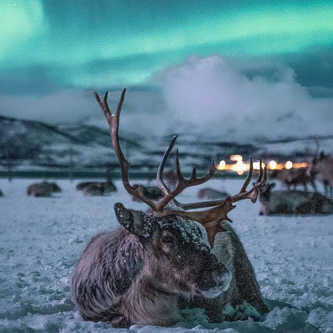 Reinsdyrsafari med middag og nordlys