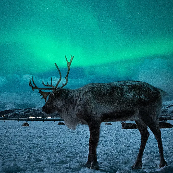 Reinsdyrsafari med middag og nordlys