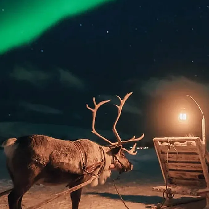 Reinsdyrsafari med middag og nordlys