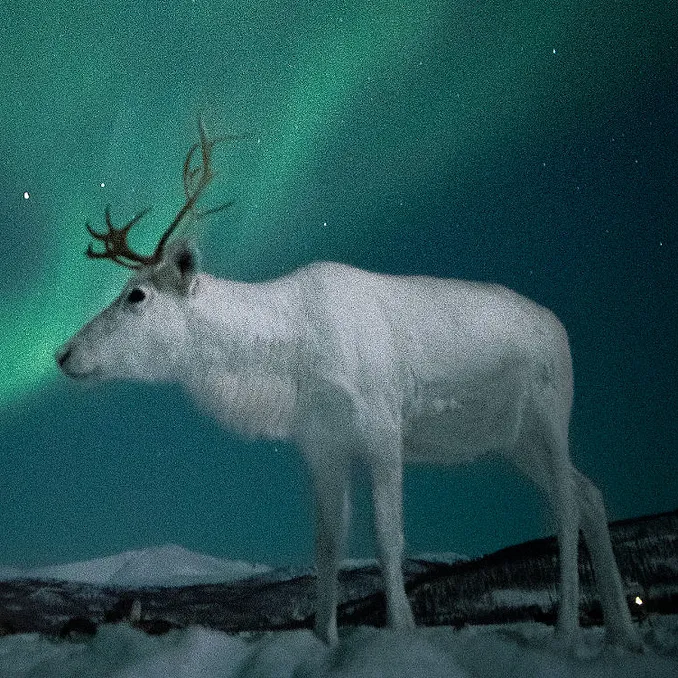 Reinsdyrsafari med middag og nordlys