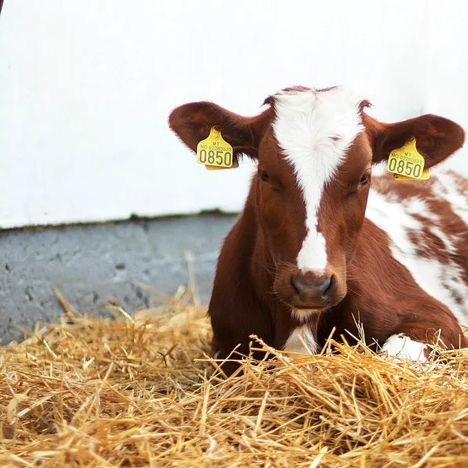 Familiedag i husdyrparken