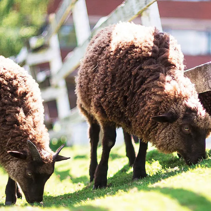 Familiedag i husdyrparken