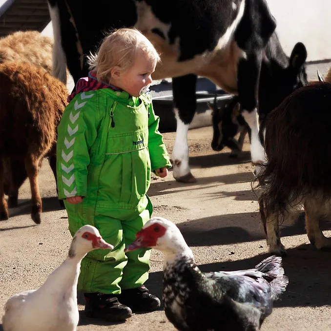 Familiedag i husdyrparken