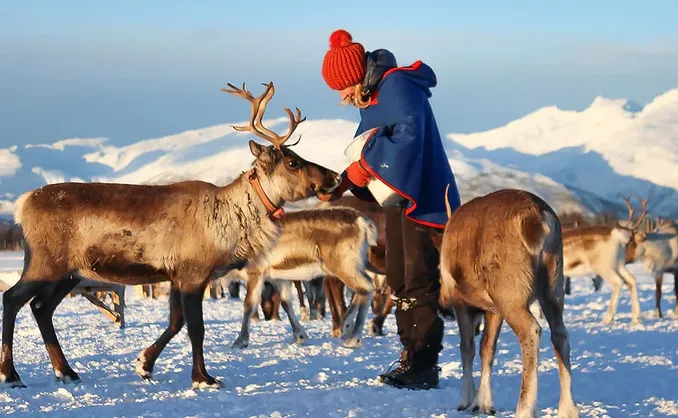 Reinsdyrforing og samisk kultur