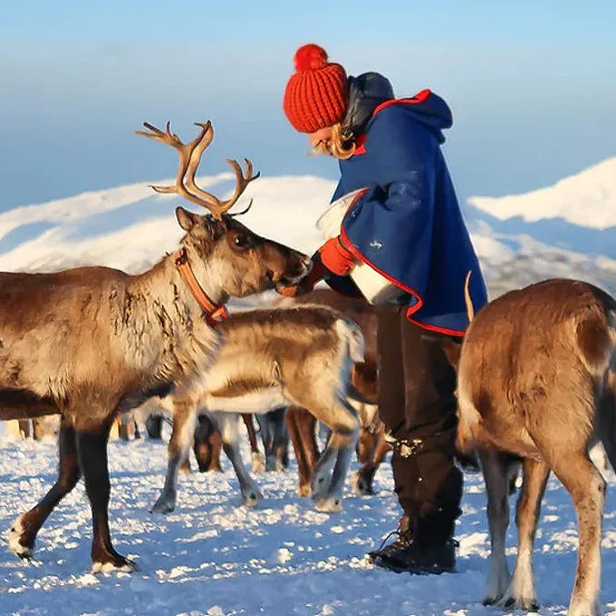 Reinsdyrforing og samisk kultur
