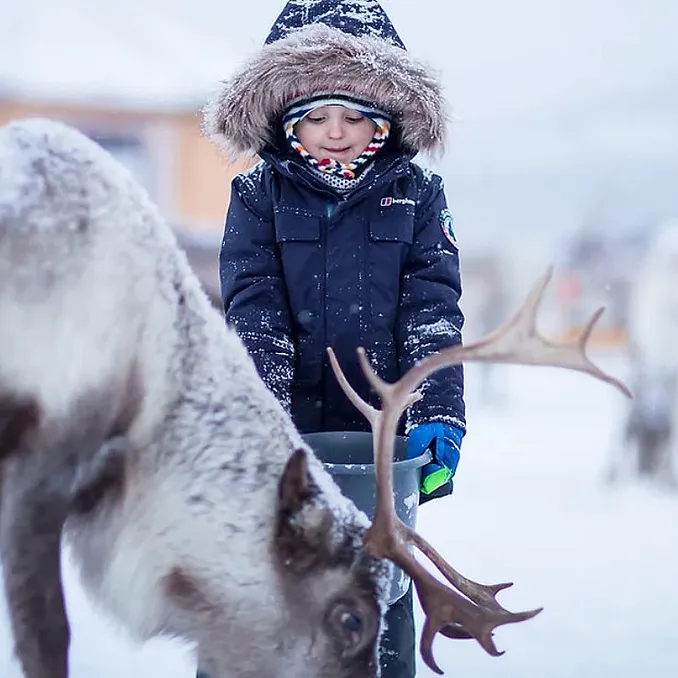 Reinsdyrforing og samisk kultur