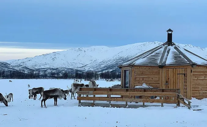 Reinsdyrforing og samisk kultur