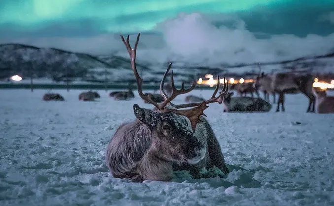 Reinsdyrforing og samisk kultur