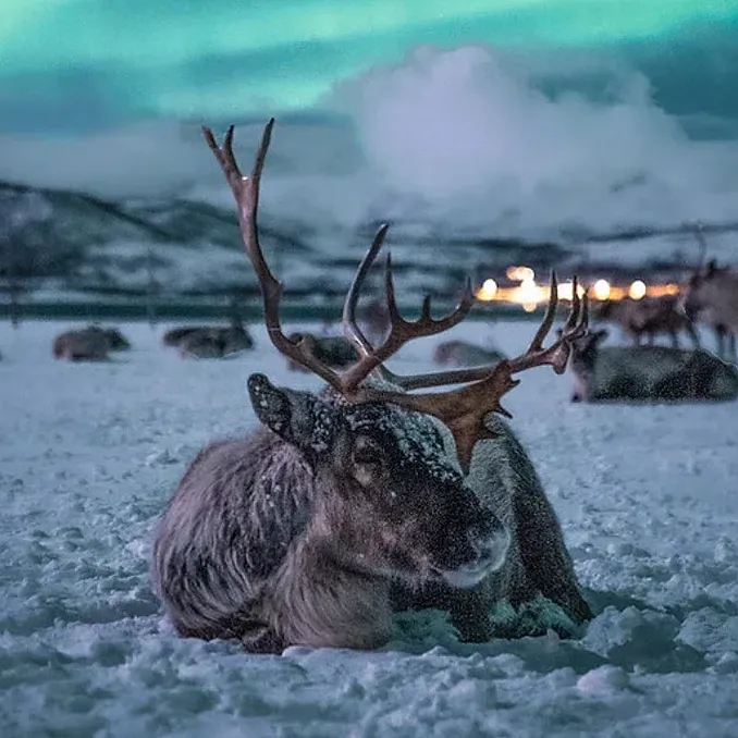 Reinsdyrforing og samisk kultur