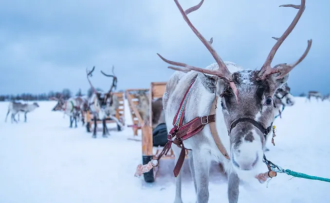 Reinsdyrforing og samisk kultur