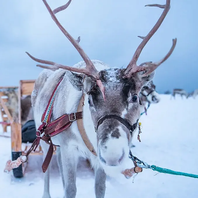Reinsdyrforing og samisk kultur