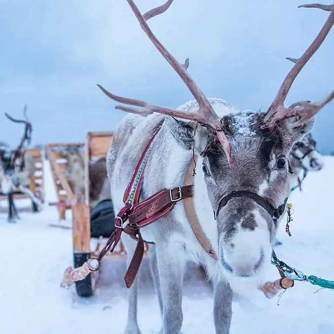 Reinsdyrsafari deluxe