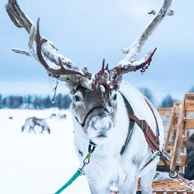 Reinsdyrsafari deluxe