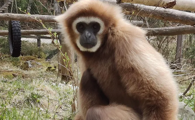 Familiedag i dyreparken