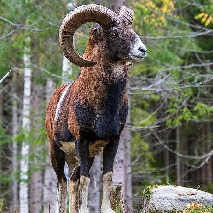 Familiedag i dyreparken