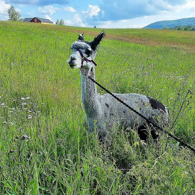 Dome Glamping & alpakkavandring