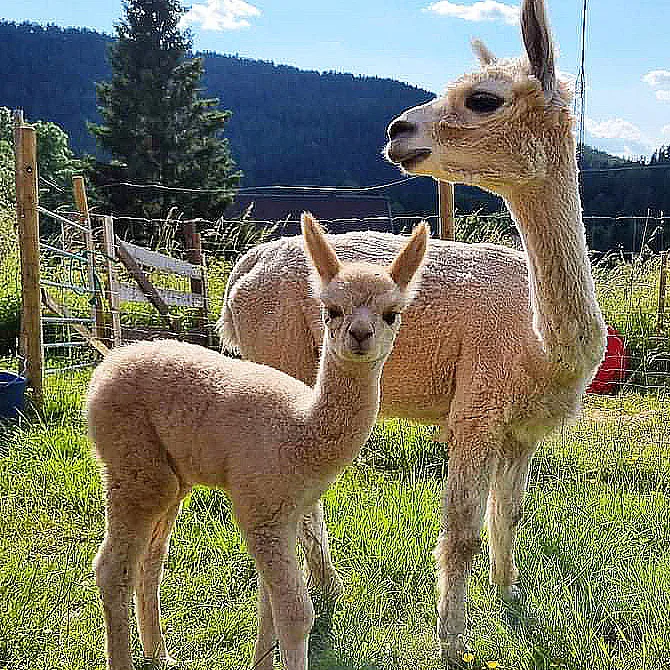 Dome Glamping & alpakkavandring