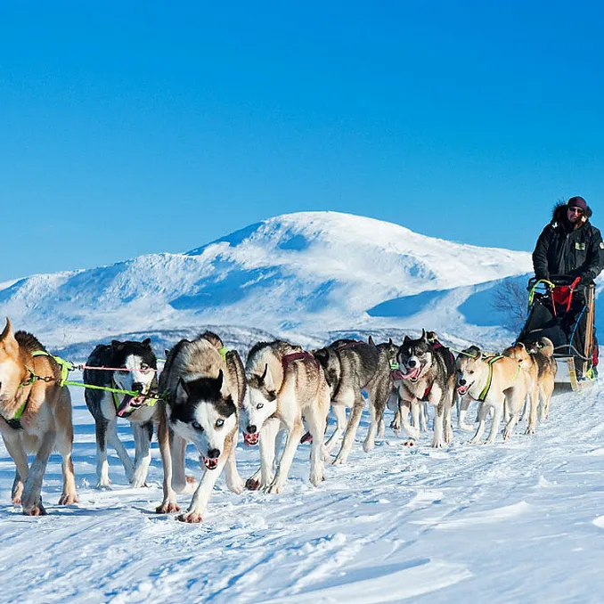 Hundekjøring heldagstur