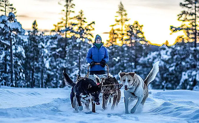 Hundekjøring heldagstur