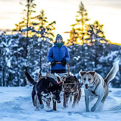 Hundekjøring heldagstur