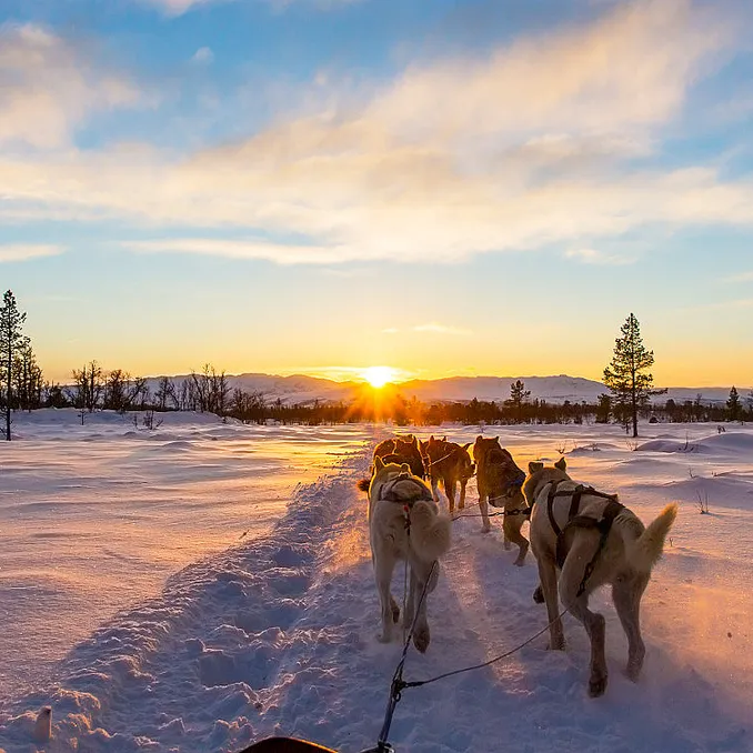 Hundekjøring heldagstur