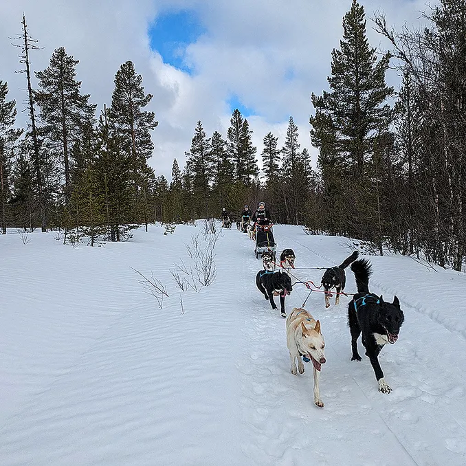 Hundekjøring heldagstur