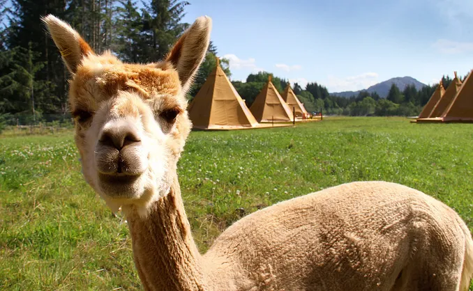 Alpakkaglamping