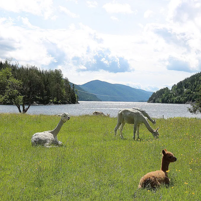 Alpakkaglamping