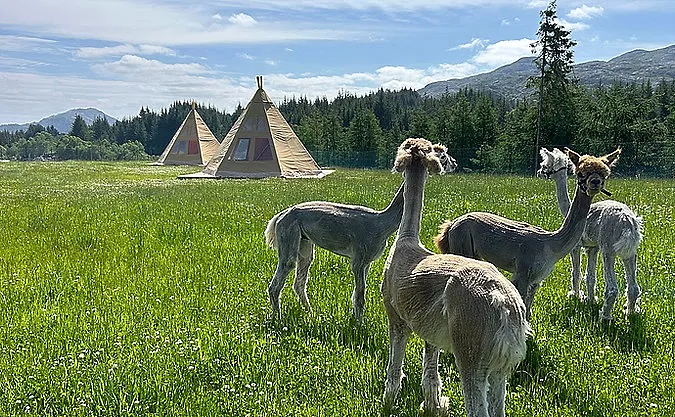 Alpakkaglamping