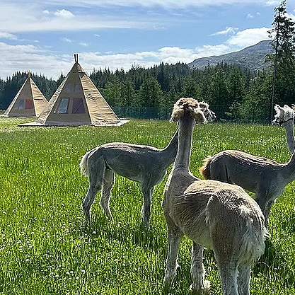 Alpakkaglamping